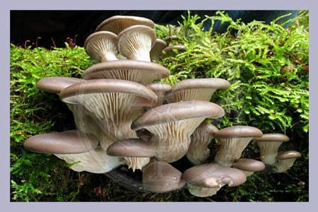 Pleurotus Organic Powder capsules 140 pcs.